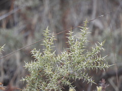 Ulex argenteus argenteus