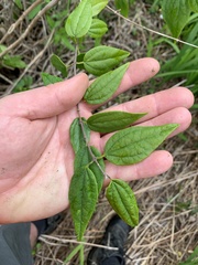 Philadelphus coronarius