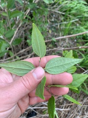 Philadelphus coronarius