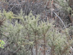 Ulex argenteus argenteus