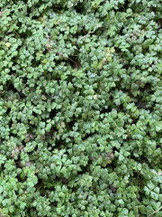 Hydrocotyle tripartita