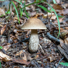 Leccinellum pseudoscabrum