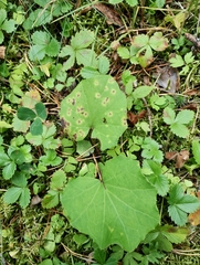 Puccinia poarum