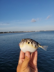 Sphoeroides maculatus