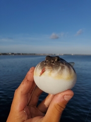 Sphoeroides maculatus