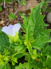 Nicandra physalodes