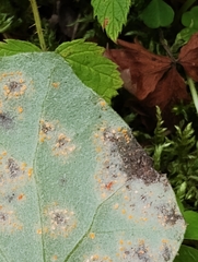 Puccinia poarum
