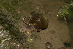 Pomacea canaliculata