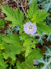 Nicandra physalodes