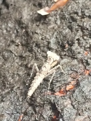 Mantodea