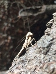 Mantodea