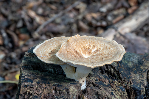 Trúdnik hľuzovitý (Polyporus tuberaster)