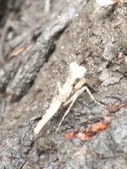 Mantodea