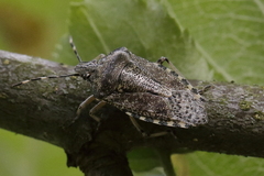 Rhaphigaster nebulosa