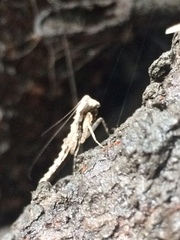 Mantodea