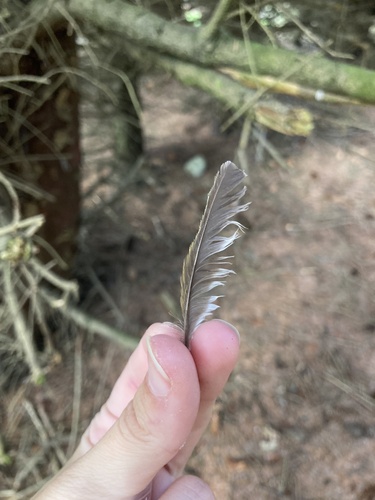 Plume de Bruant jaune