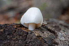 Pluteus