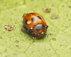 Tinosis decemmaculata