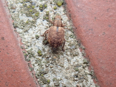 Strophosoma melanogrammum