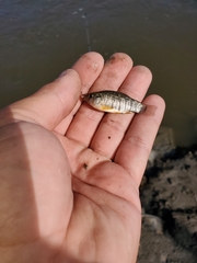 Cyprinodon variegatus