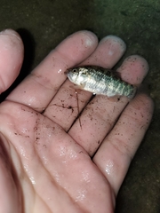 Cyprinodon variegatus