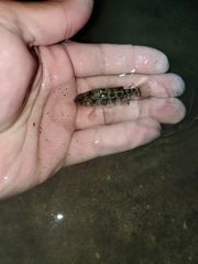 Cyprinodon variegatus