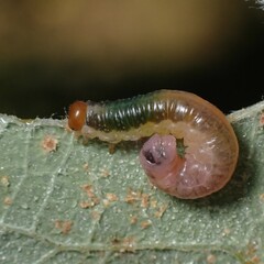 Euura hypoxantha