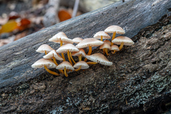 Mycena renati