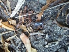 Armadillidium vulgare