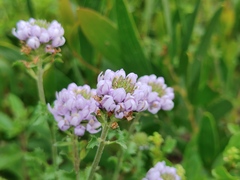 Phyllopodium cuneifolium