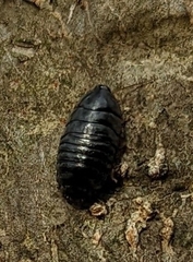Arthrosphaera