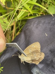Aphantopus hyperantus