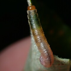 Euura hypoxantha