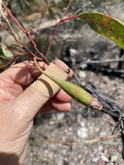 Apiomorpha pedunculata