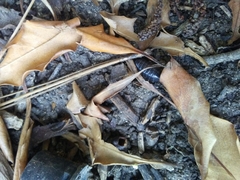 Armadillidium vulgare