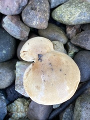 Cystoderma amianthinum