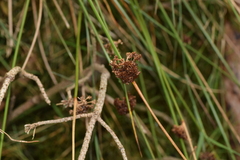 Juncus conglomeratus