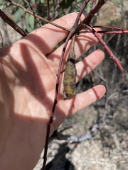 Apiomorpha pedunculata