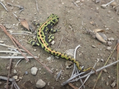 Triturus marmoratus