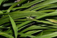 Conocephalus maculatus