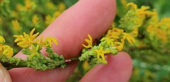 Manulea obovata