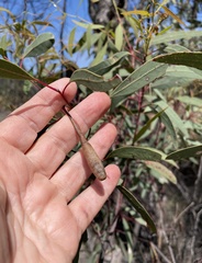 Apiomorpha pedunculata
