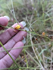 Chamaecrista mimosoides