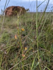 Chamaecrista mimosoides