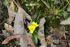 Moraea fugacissima