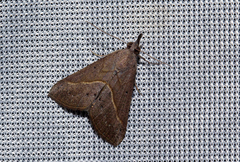 Hypena lividalis