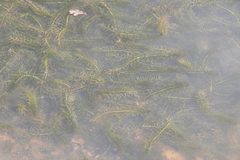 Egeria densa