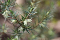 Melichrus urceolatus