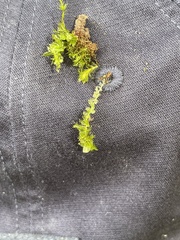 Plagiomnium cuspidatum