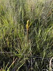 Bulbine bulbosa
